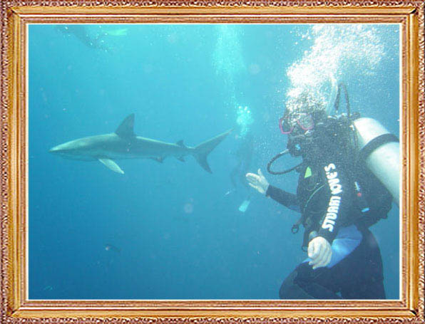 Steven-Dives-with-Sharks-56